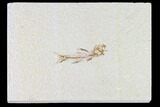 Fossil Fish (Amphiplaga) - Rare Species - Wyoming #108289-1